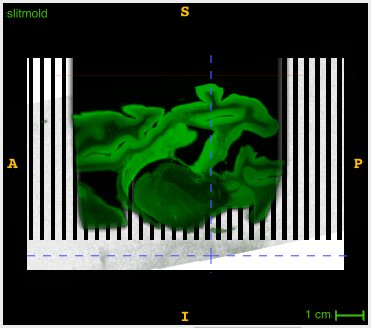 _images/trimpoly2.png